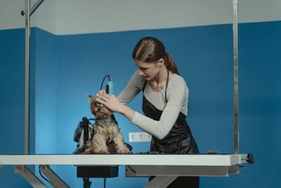 Dog Groomer