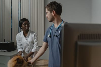 Veterinarian